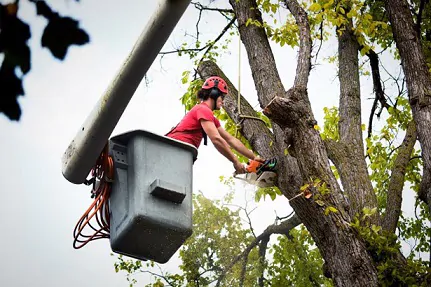 cutting a tree